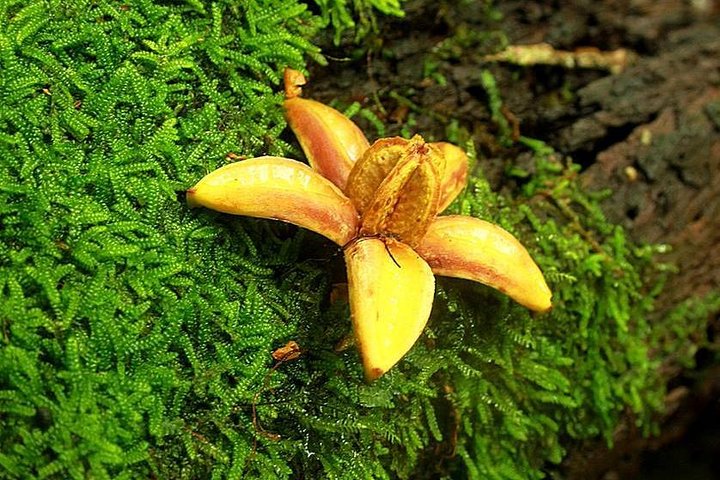 La Tigra Cloud Forest Hiking Adventure