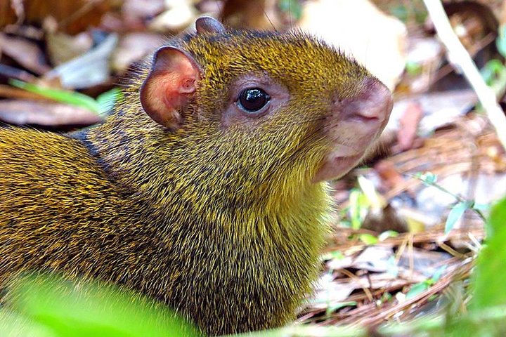 La Tigra Cloud Forest Hiking Adventure