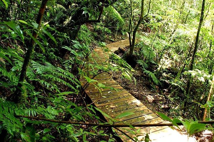 La Tigra Cloud Forest Hiking Adventure