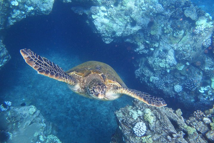 Maui Snorkeling Adventure From Ma'alaea Harbor to Molokini