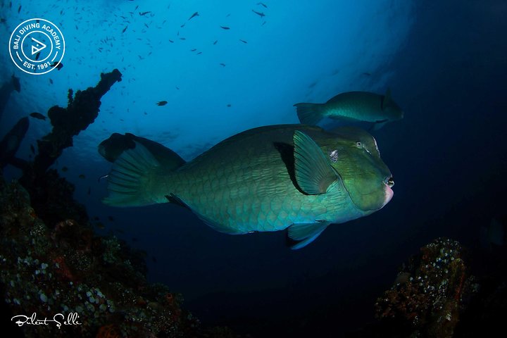 Try Diving at USAT Liberty Wreck Tulamben with 1 or 2 Dives (Stay In Tulamben)
