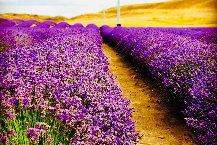 Mount Cook, Lake Tekapo and Tasman Glacier Tour from Christchurch