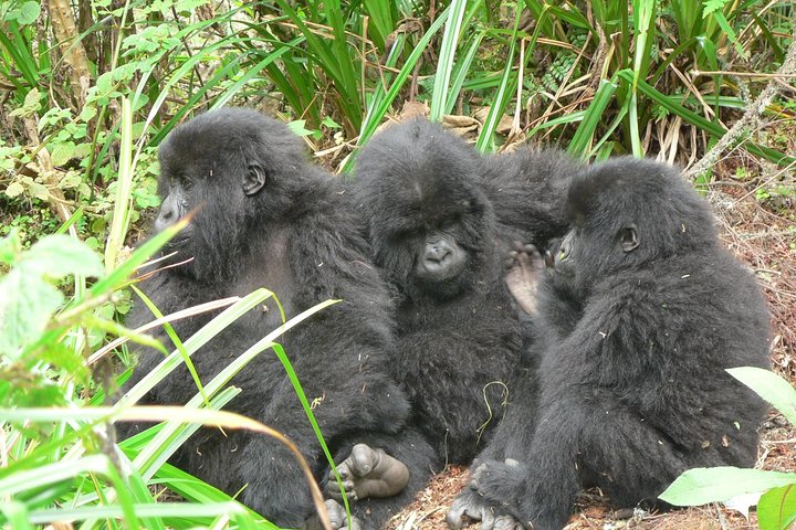1 day Mountain Gorilla Trekking Safari Uganda