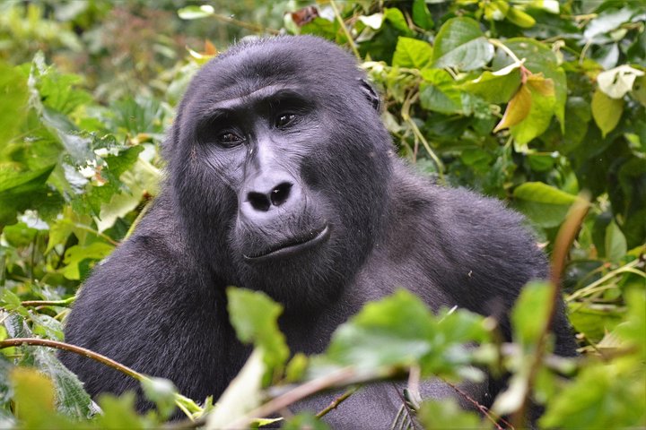 1 day Mountain Gorilla Trekking Safari Uganda