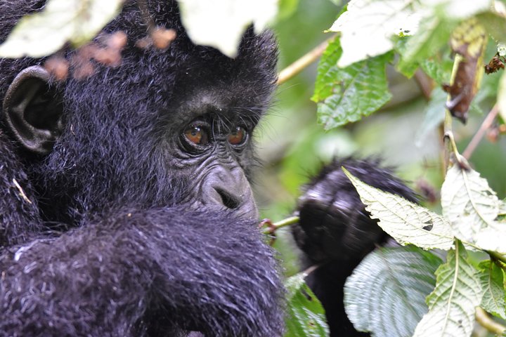 1 day Mountain Gorilla Trekking Safari Uganda