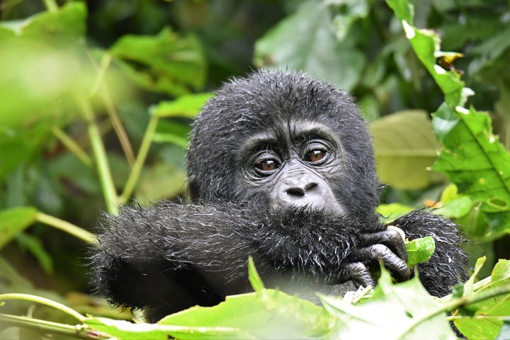 1 day Mountain Gorilla Trekking Safari Uganda