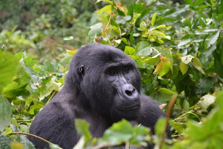 1 day Mountain Gorilla Trekking Safari Uganda