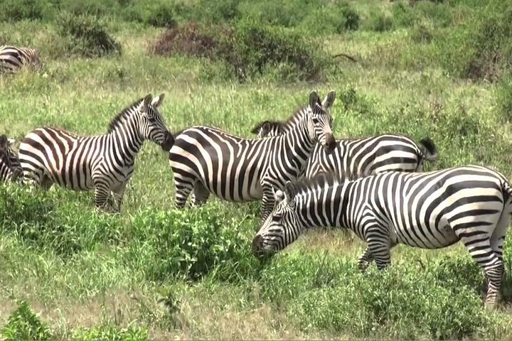 3 days group joining safari to Maasai Mara with a Land Cruiser Jeep