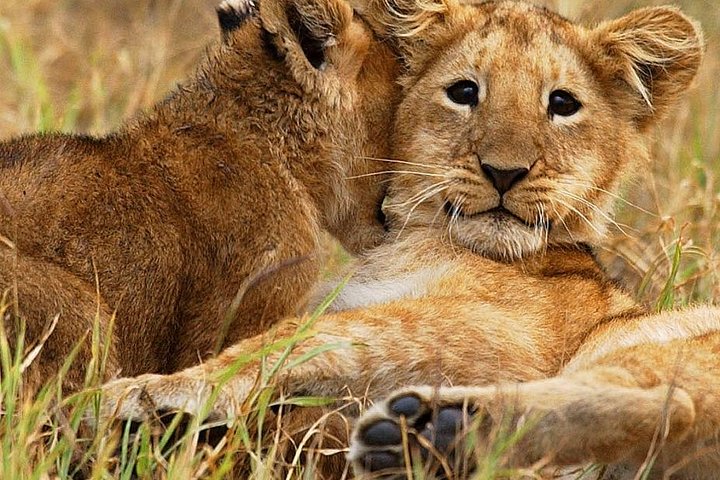 3 days group joining safari to Maasai Mara with a Land Cruiser Jeep
