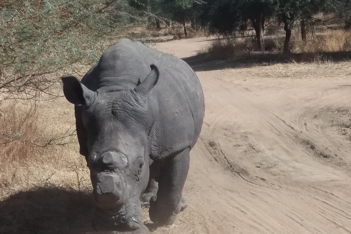 Sensafari Yo private driver tour guide in Senegal- Bandia reserve