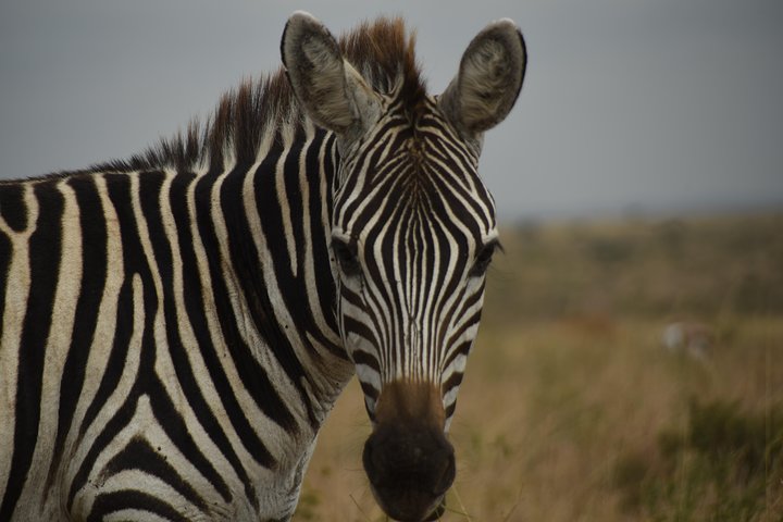Nairobi National Park Tour
