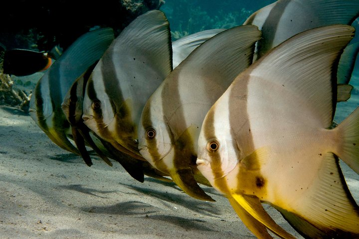 Menjangan island snorkeling full day boat trip