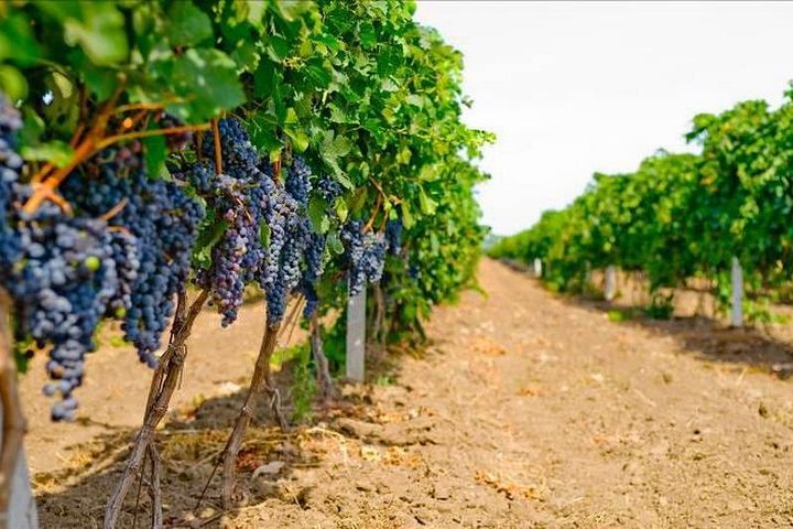 Full-Day Shabo Wine Culture Center Private Tour in Odessa