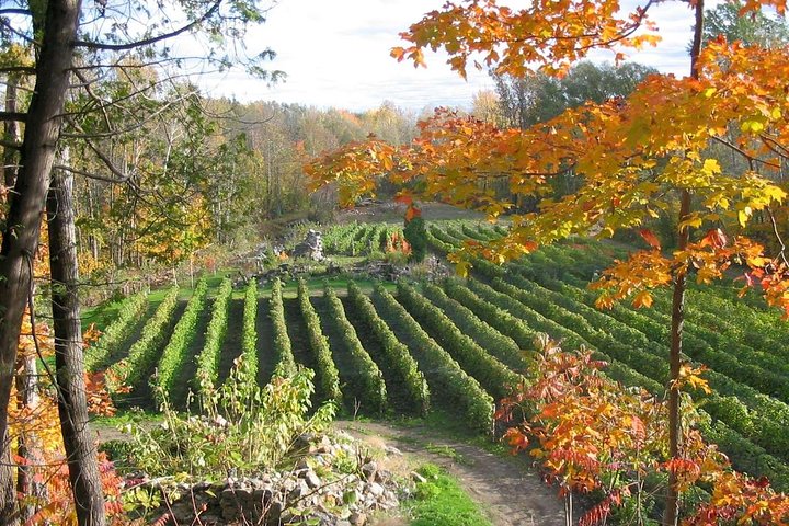 Island of Orleans Taste and Drink Tour