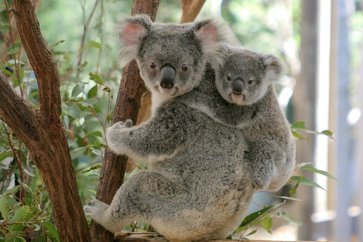 Brisbane River Cruise with entry to Lone Pine Koala Sanctuary