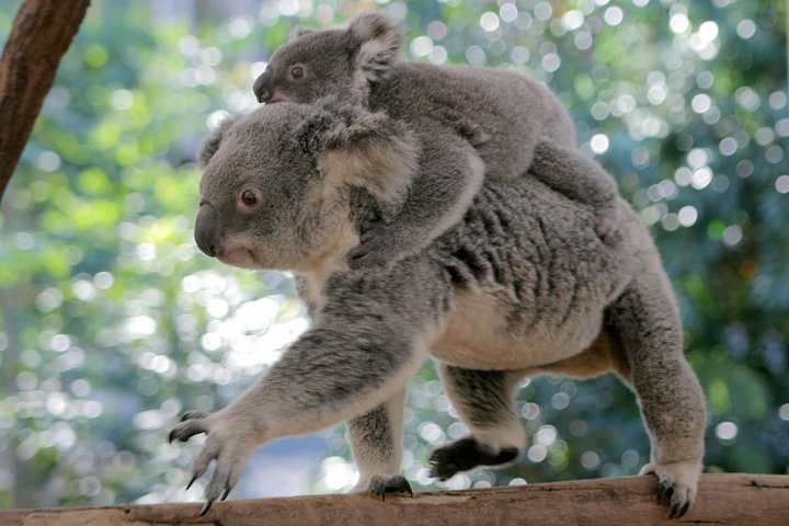 Brisbane River Cruise with entry to Lone Pine Koala Sanctuary