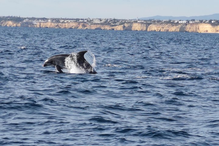 Dolphins Search and Benagil Caves from Albufeira