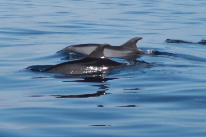 Dolphins Search and Benagil Caves from Albufeira
