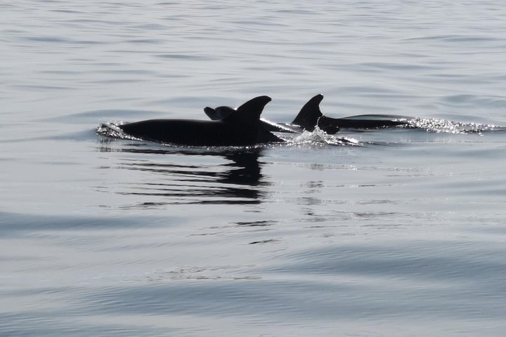 Dolphins Search and Benagil Caves from Albufeira