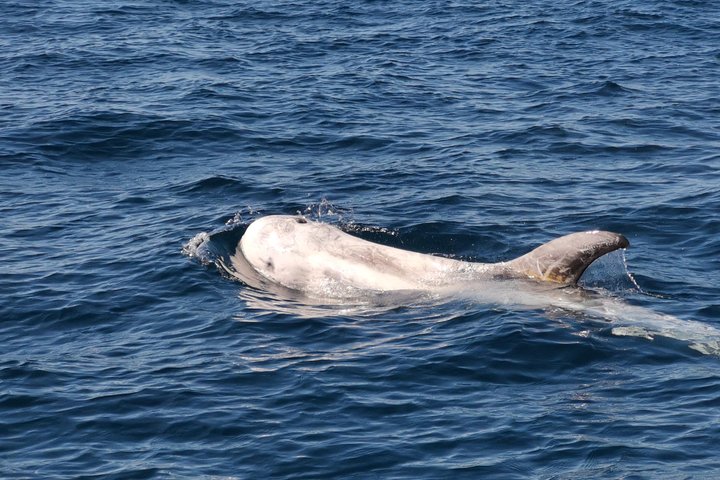 Dolphins Search and Benagil Caves from Albufeira