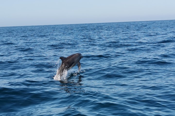 Dolphins Search and Benagil Caves from Albufeira