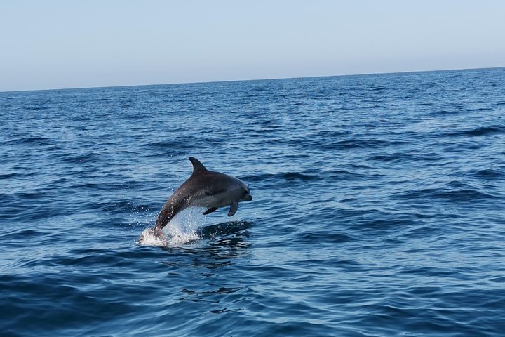 Dolphins Search and Benagil Caves from Albufeira