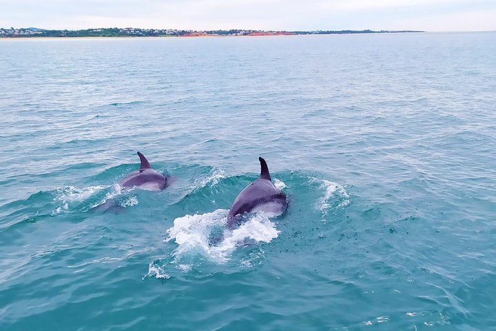 Dolphins Search and Benagil Caves from Albufeira