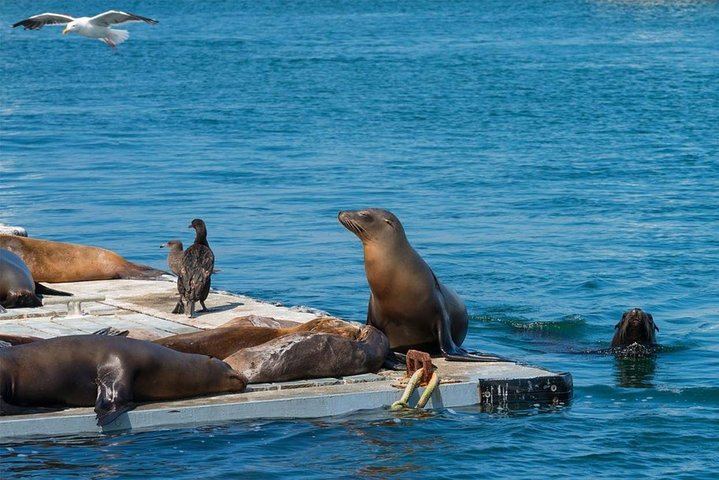 San Diego Seal Tour