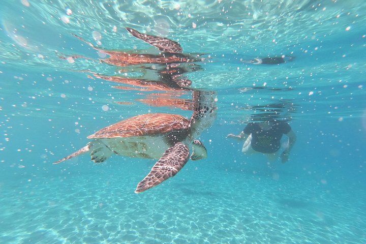 Snorkel with Turtles & Kenepa Grandi Beach: Nr.1 Island Day Trip