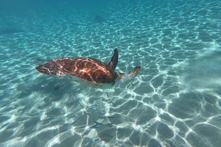 Snorkel with Turtles & Kenepa Grandi Beach: Nr.1 Island Day Trip