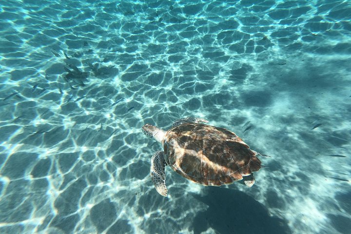 Snorkel with Turtles & Kenepa Grandi Beach: Nr.1 Island Day Trip