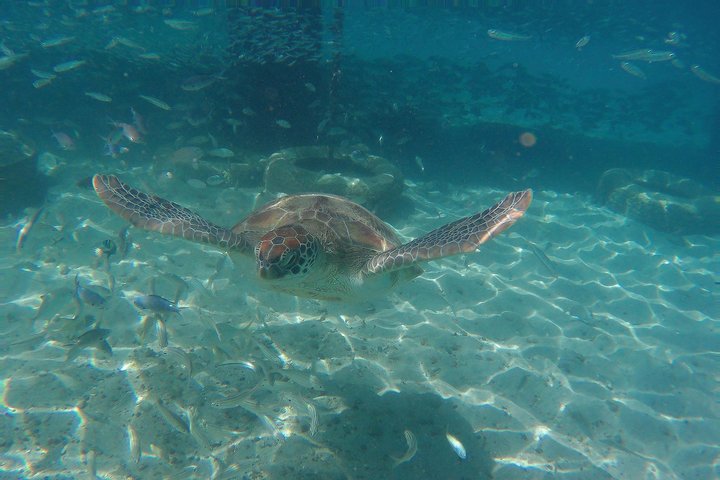 Snorkel with Turtles & Kenepa Grandi Beach: Nr.1 Island Day Trip