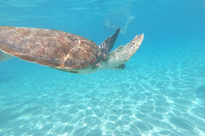 Snorkel with Turtles & Kenepa Grandi Beach: Nr.1 Island Day Trip