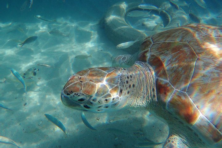 Snorkel with Turtles & Kenepa Grandi Beach: Nr.1 Island Day Trip