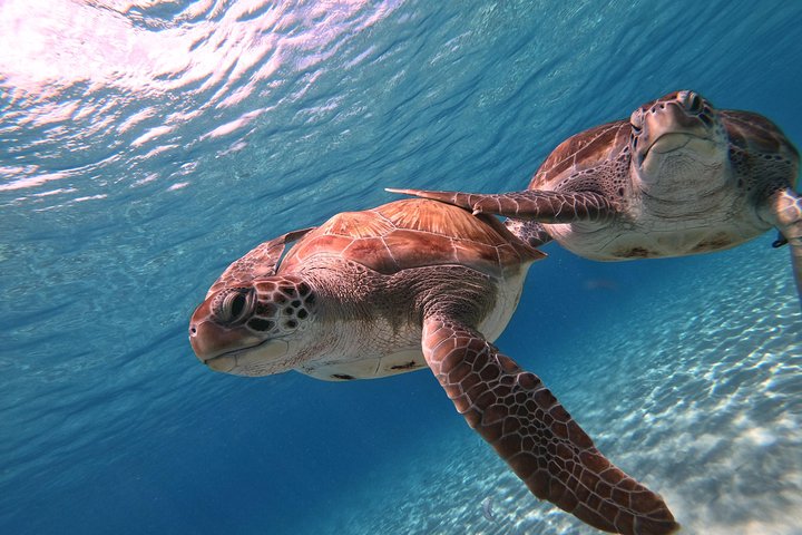 Unforgettable Sea Turtle Swim & Grote Knip Beach Escape