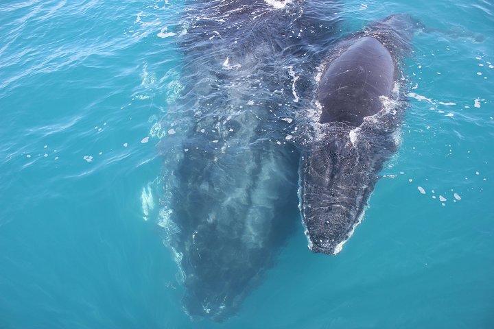 Freedom Whale Watch Cruise - Hervey Bay