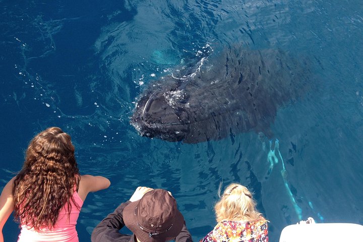 Freedom Whale Watch Cruise - Hervey Bay