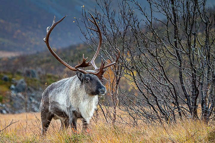 Arctic Nature Tour from Tromsø