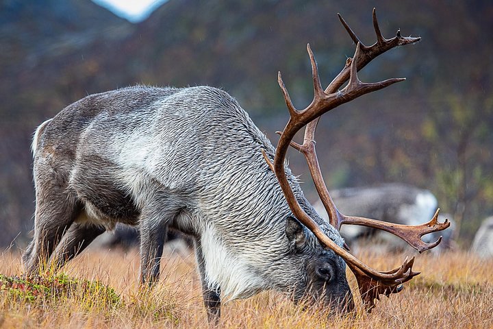 Arctic Nature Tour from Tromsø