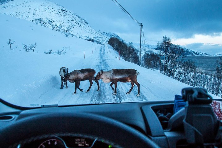 Arctic Nature Tour from Tromsø