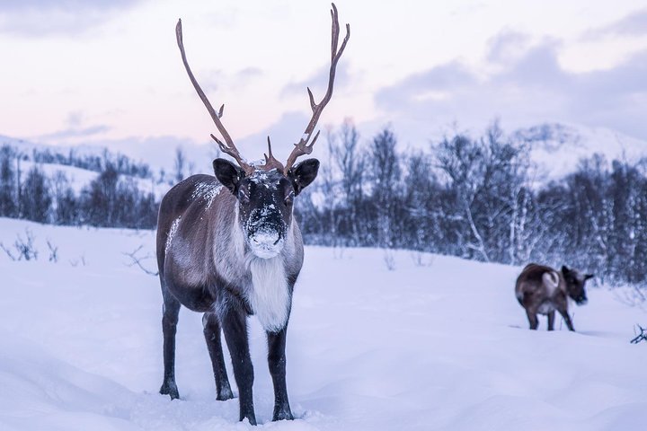 Arctic Nature Tour from Tromsø