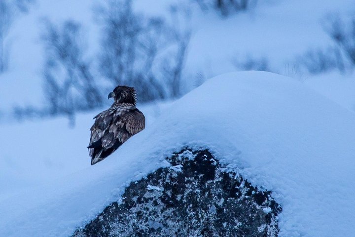 Arctic Nature Tour from Tromsø
