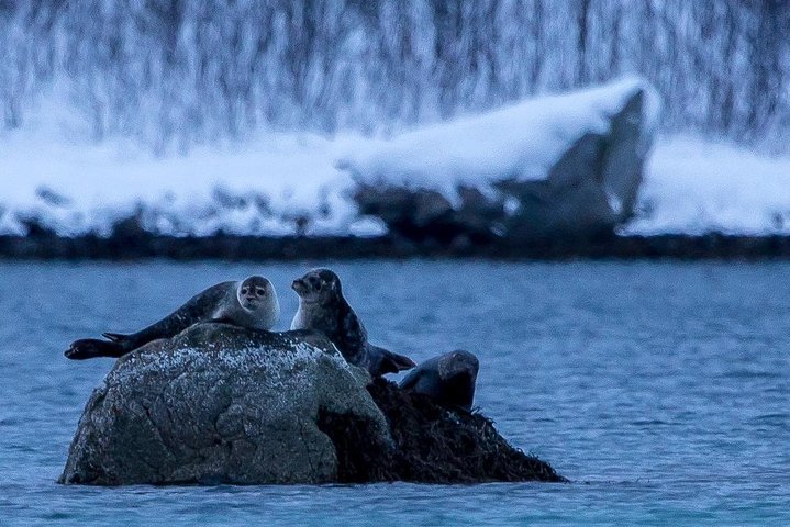 Arctic Nature Tour from Tromsø