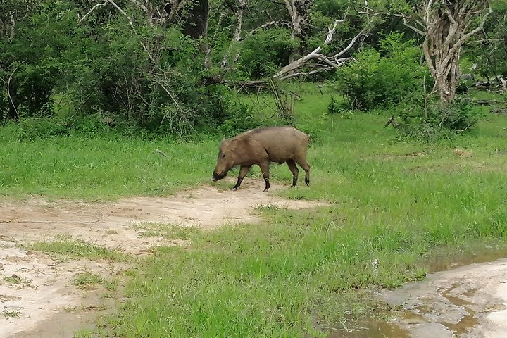 Yala Safari Private Day Tour Kaluthara/Beruwala/Bentota/Kosgoda/Ahungalla
