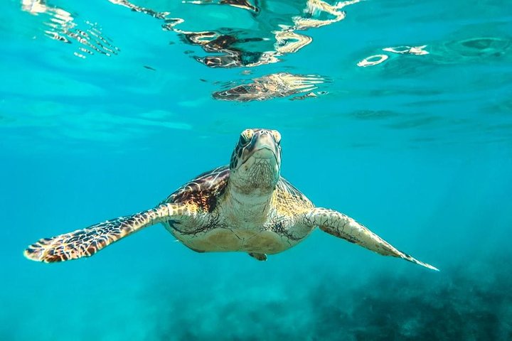 Barbados Catamaran Turtle and Shipwreck Snorkeling Cruise