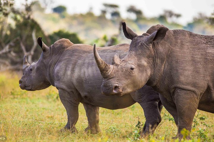 Hluhluwe-Imfolozi Park Full Day Big 5 Safari Tour