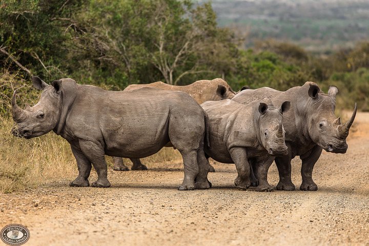 Hluhluwe-Imfolozi Park Full Day Big 5 Safari Tour