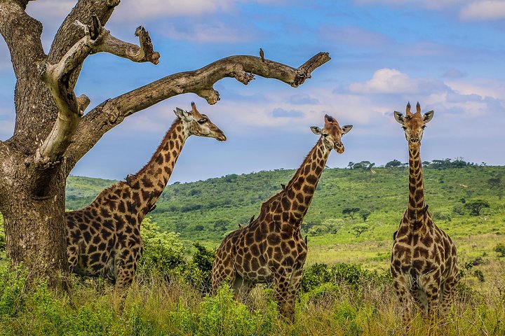 Hluhluwe-Imfolozi Park Full Day Big 5 Safari Tour