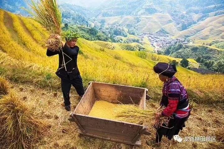 Full-day Tour: Longji Rice Terraces & Minority Villages