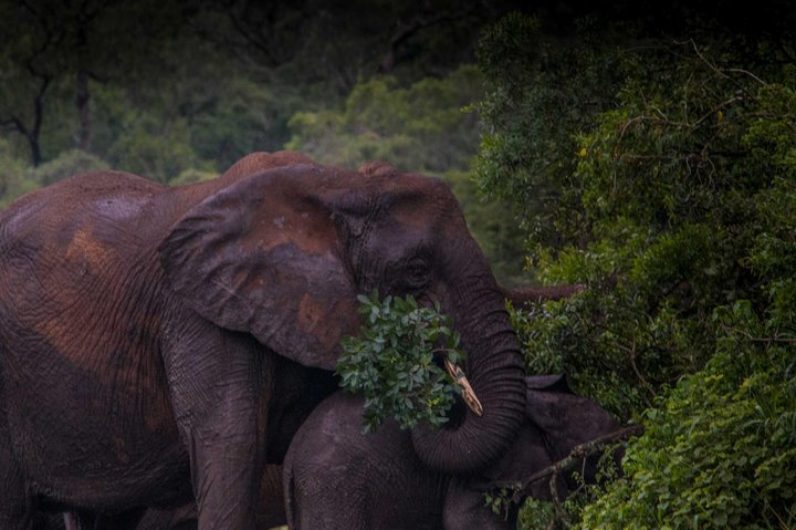 iSimangaliso Wetland Park, Night Drive Safari